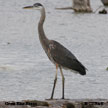 Great Blue Heron songs and calls