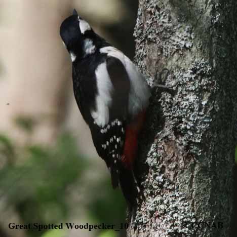 Birds of North America