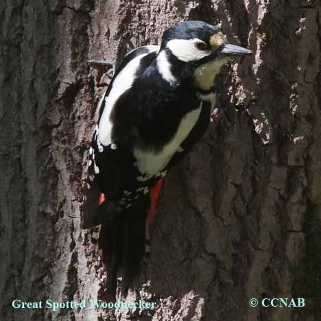 Birds of North America