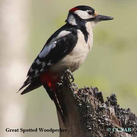 Birds of North America