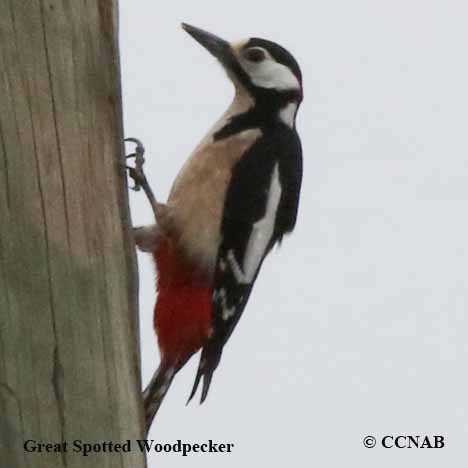 Birds of North America