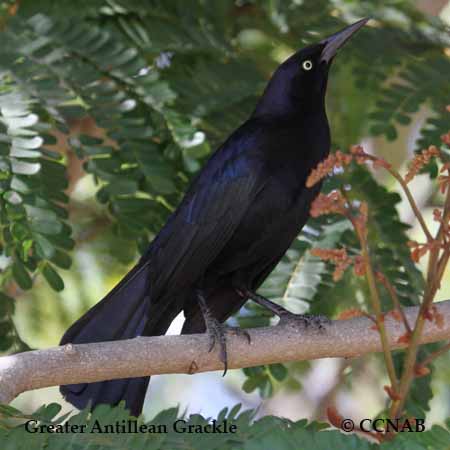 Birds of North America