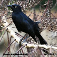 Greater Antillean Grackle