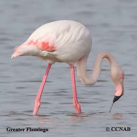 Birds of North America