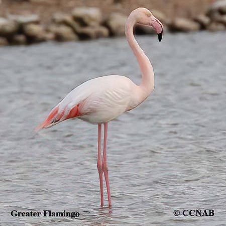 Birds of North America