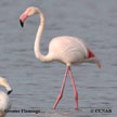 Greater Flamingo