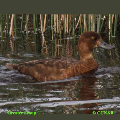 Birds of North America