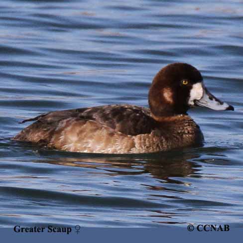 Birds of North America