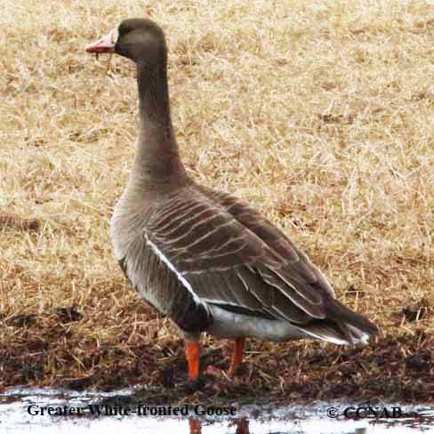 Greater White-Fronted Goose Life History and Identification