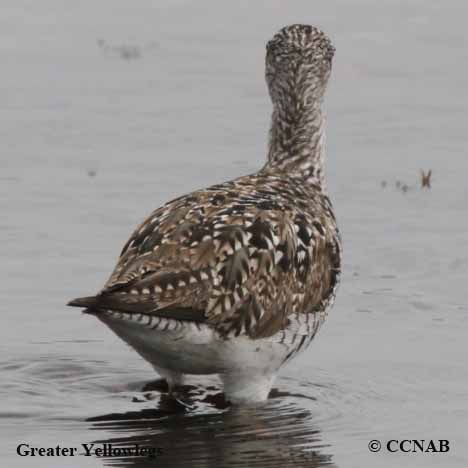 Birds of North America