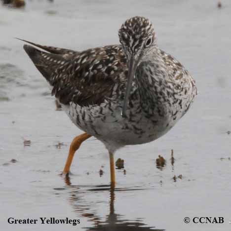 Birds of North America