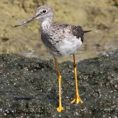 Birds of North America