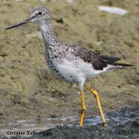 North American Shorebirds