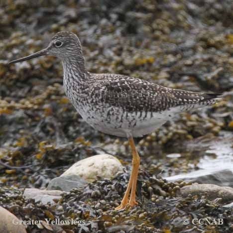 Birds of North America