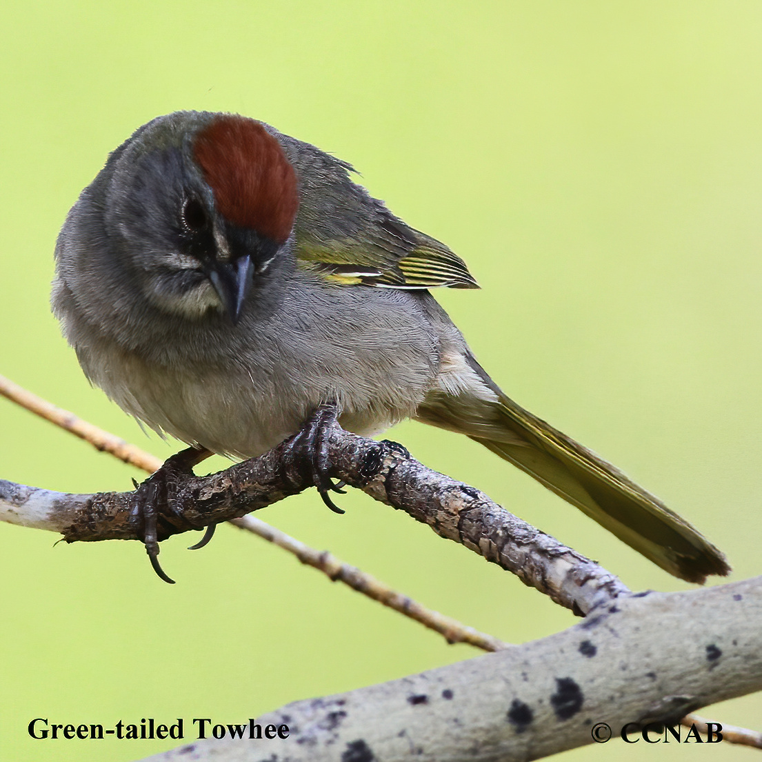 Birds of North America