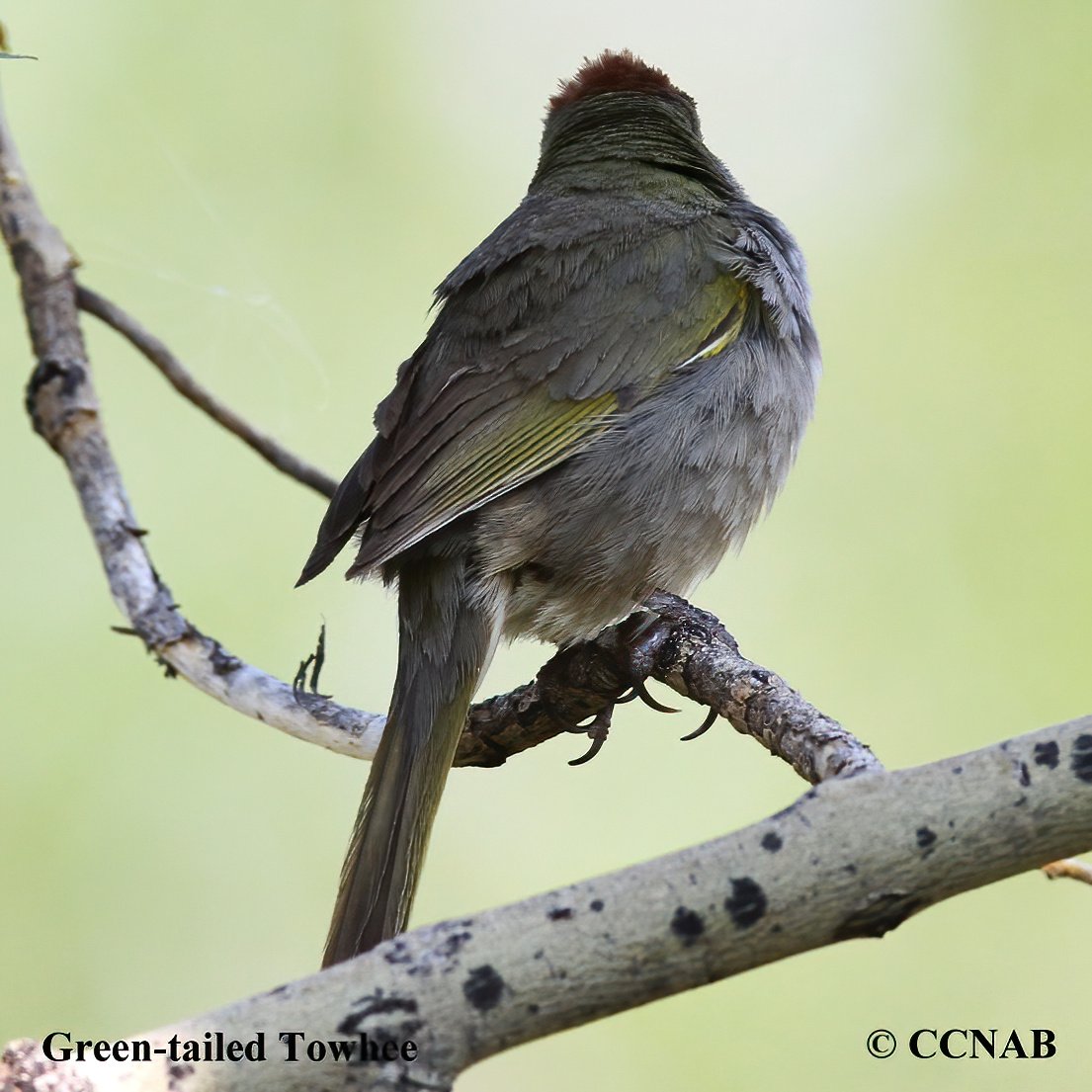 Birds of North America