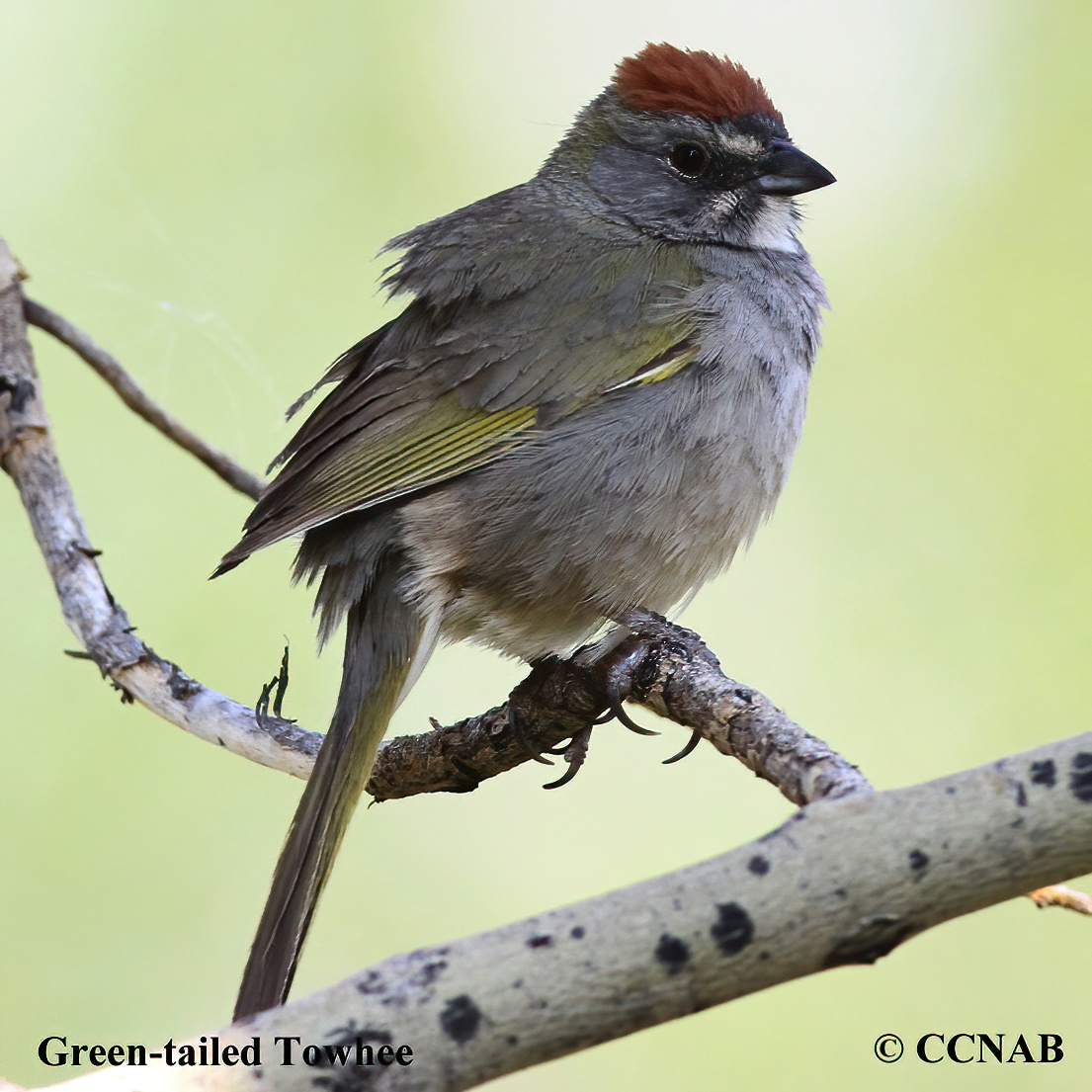 Birds of North America