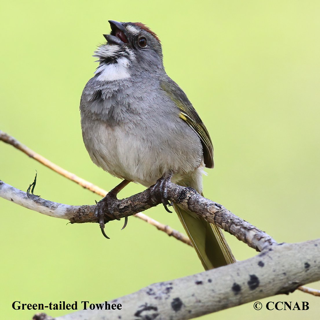 Green-tailed Towhee