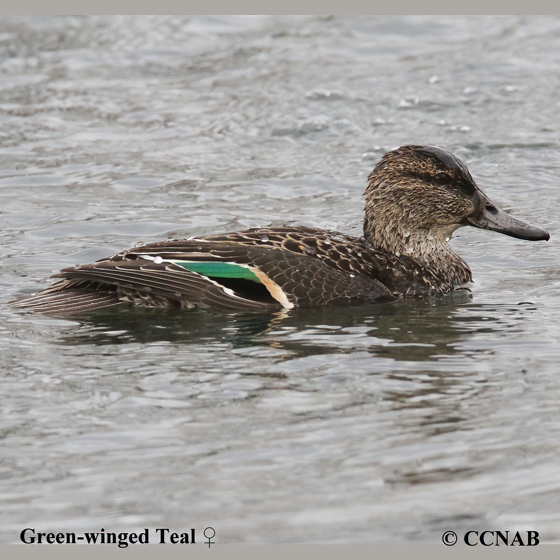 Birds of North America