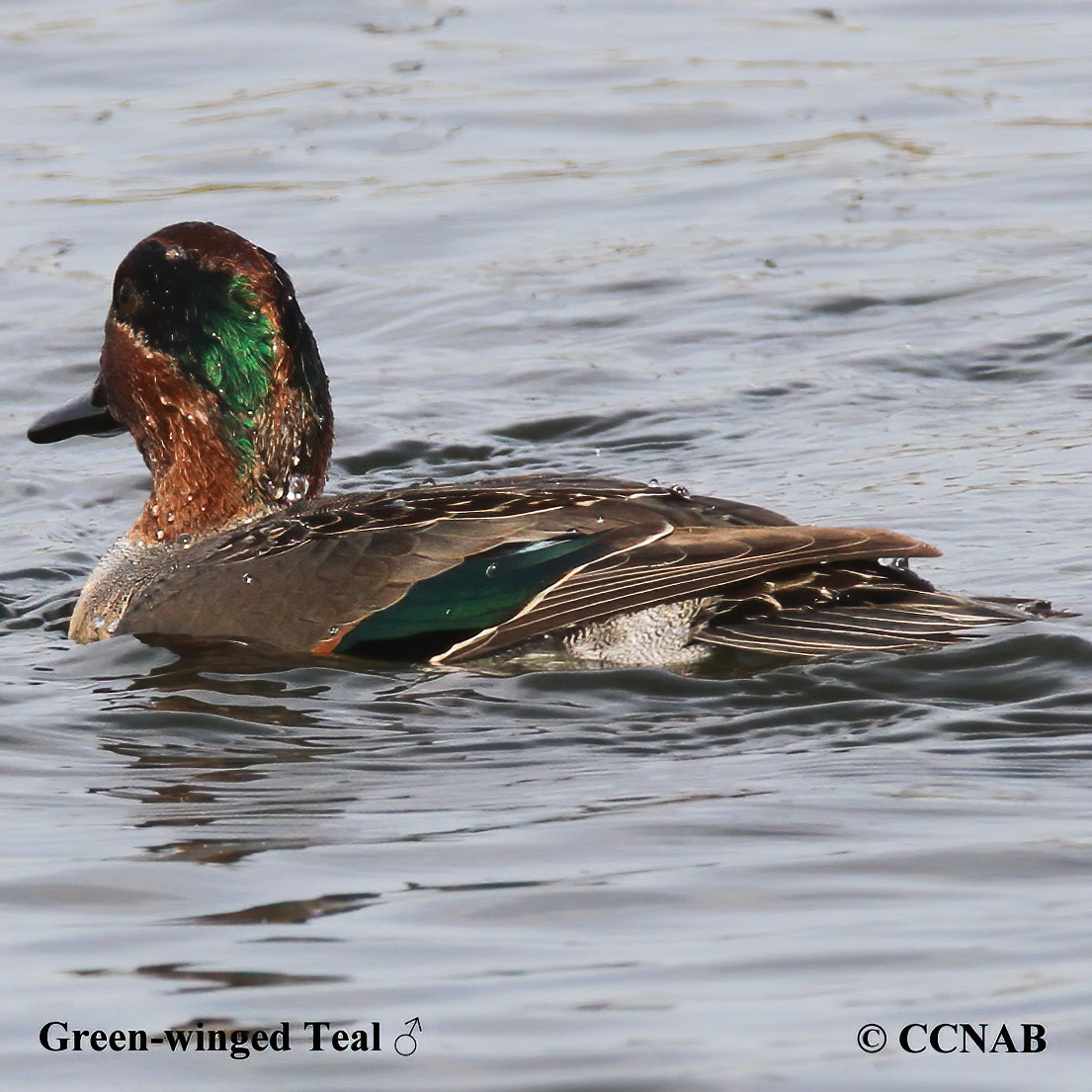 Birds of North America