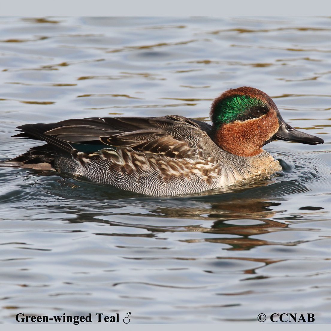 North American Teals