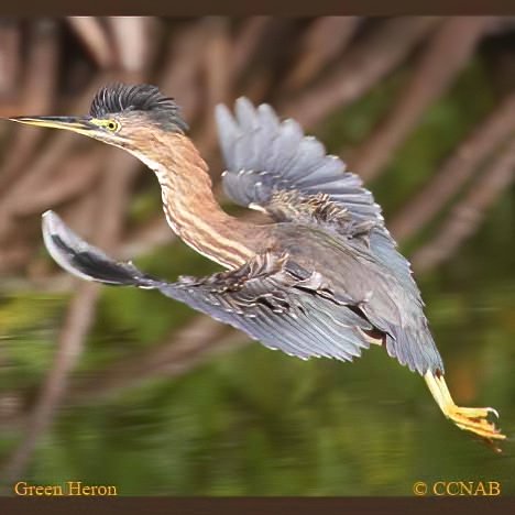 Green Heron (Butorides Virescens) - North American Birds - Birds Of ...