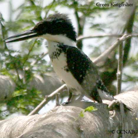 Birds of North America