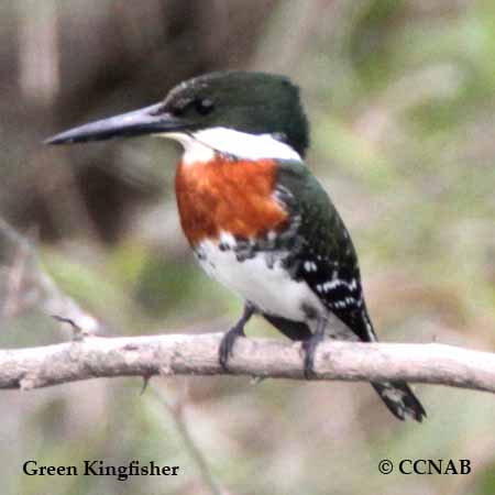 Birds of North America