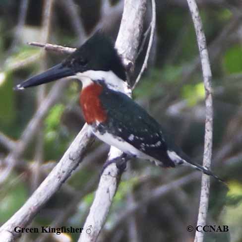 Green Kingfisher