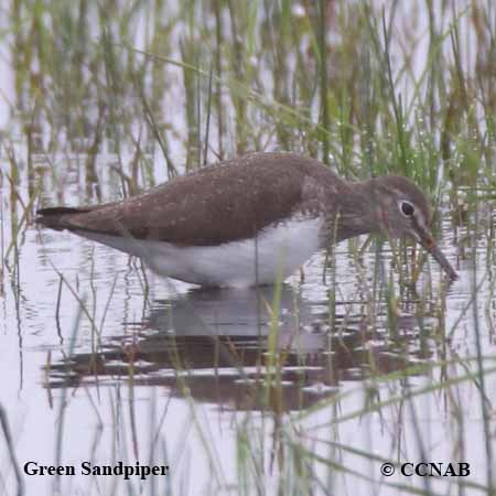 Birds of North America