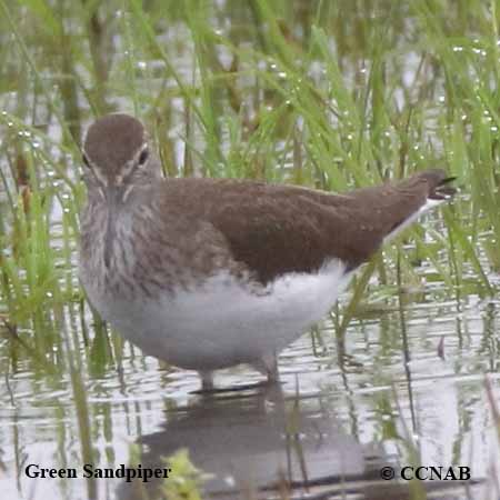 Birds of North America