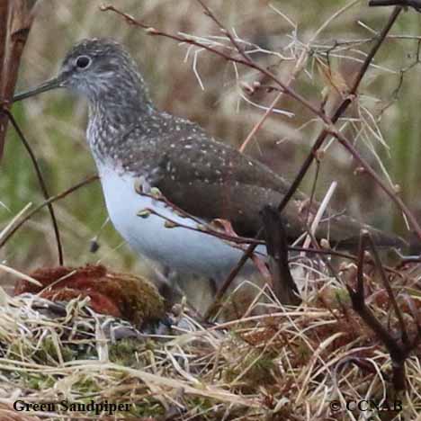 Birds of North America