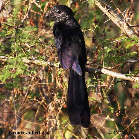 Birds of North America