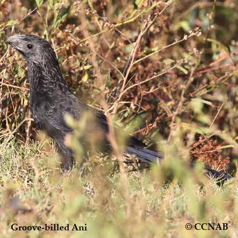 Birds of North America