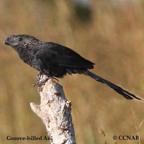 Birds of North America