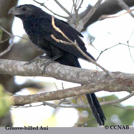 Groove-billed Ani