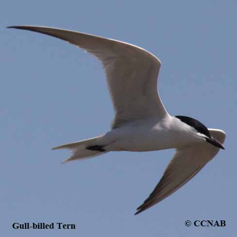 Birds of North America