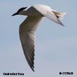 Gull-billed Tern range map