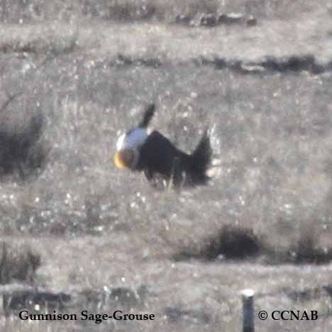 Gunnison Sage-Grouse