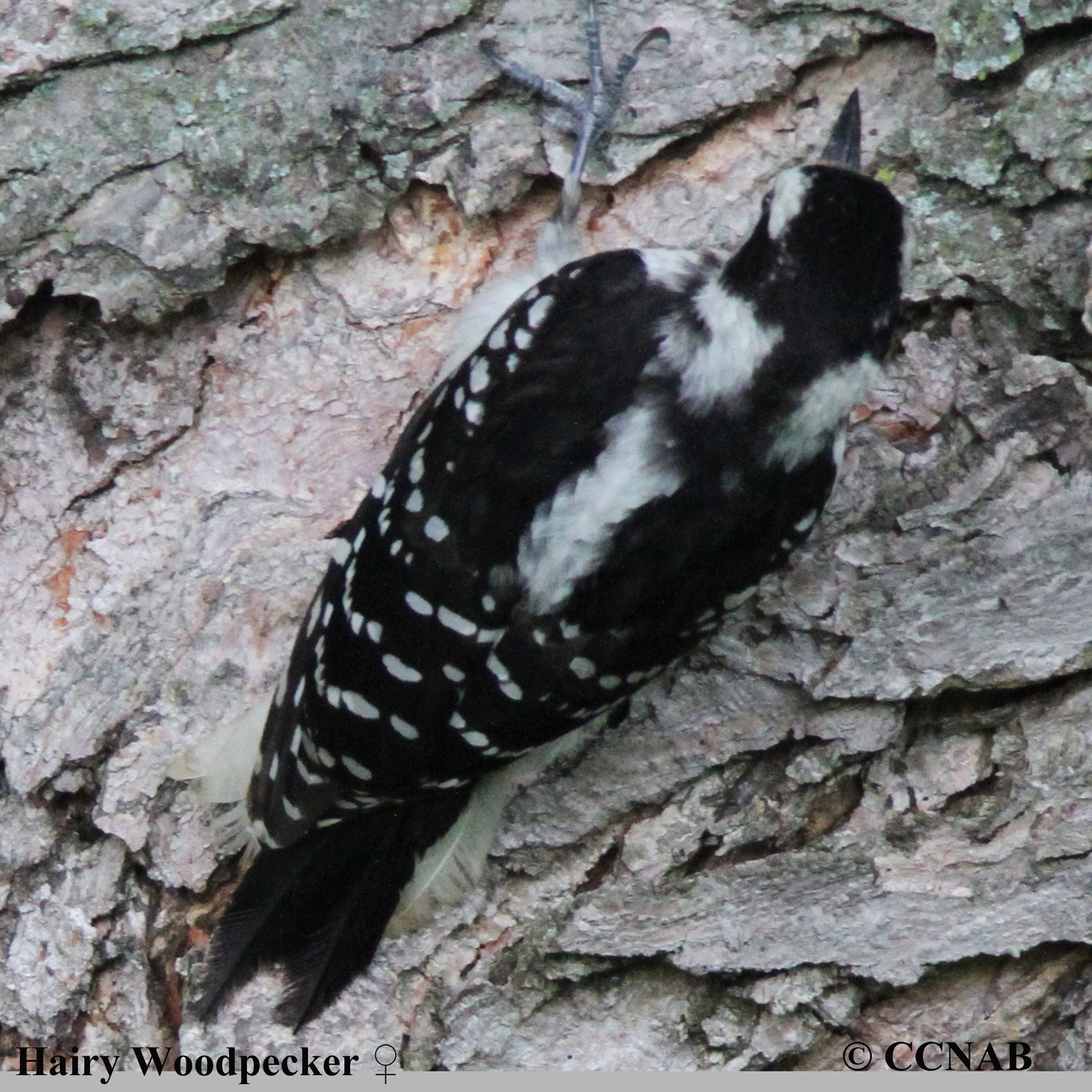 Birds of North America