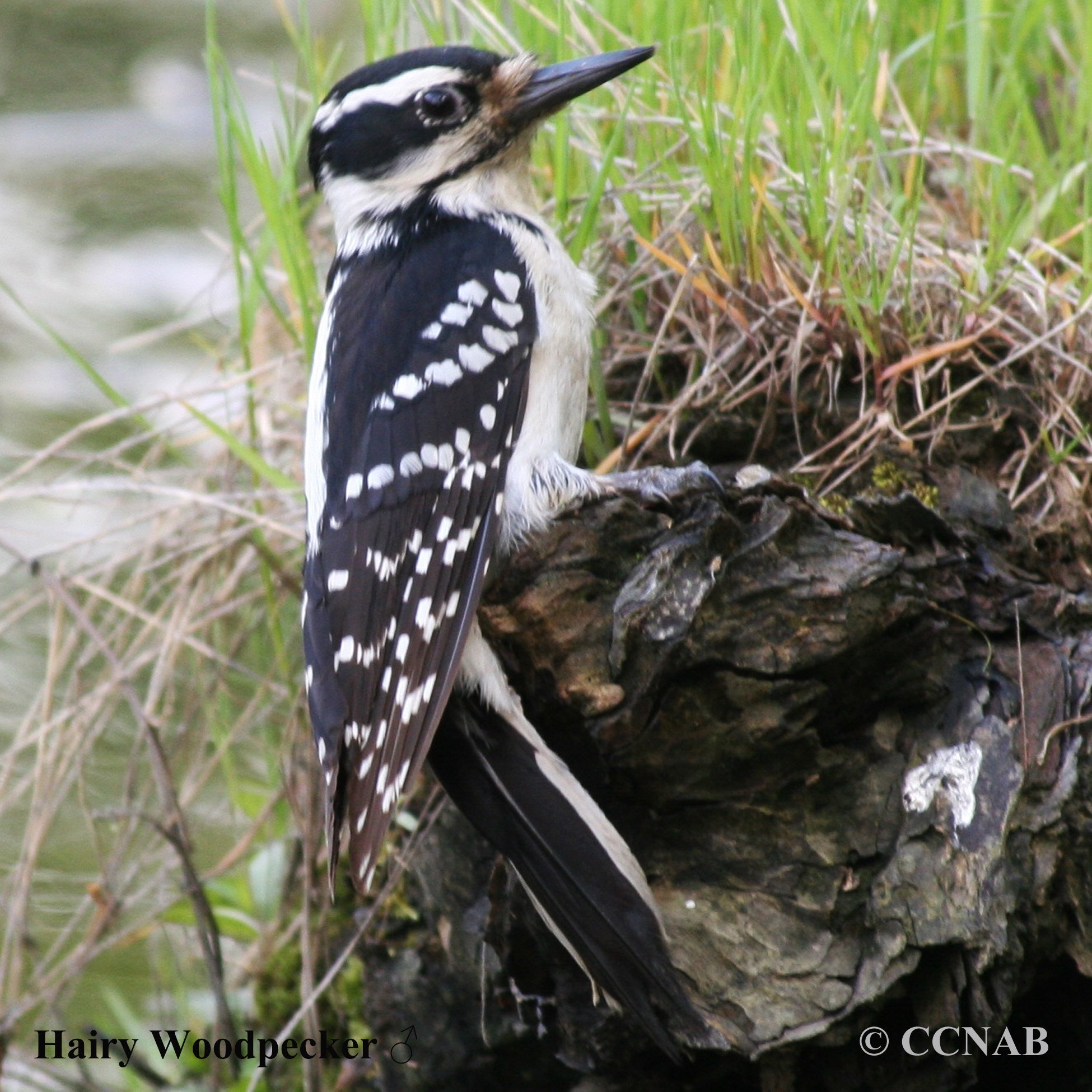 Birds of North America