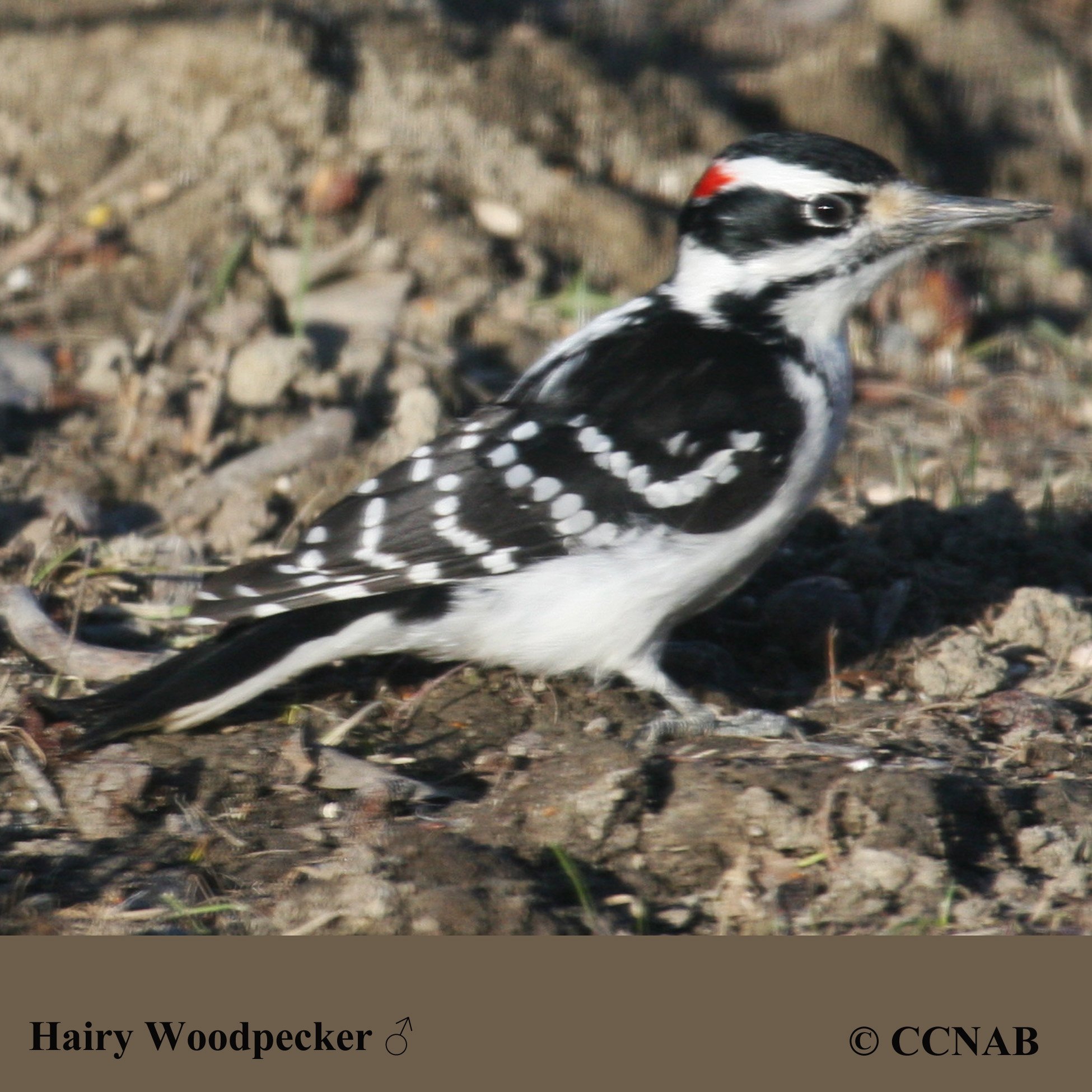 Birds of North America