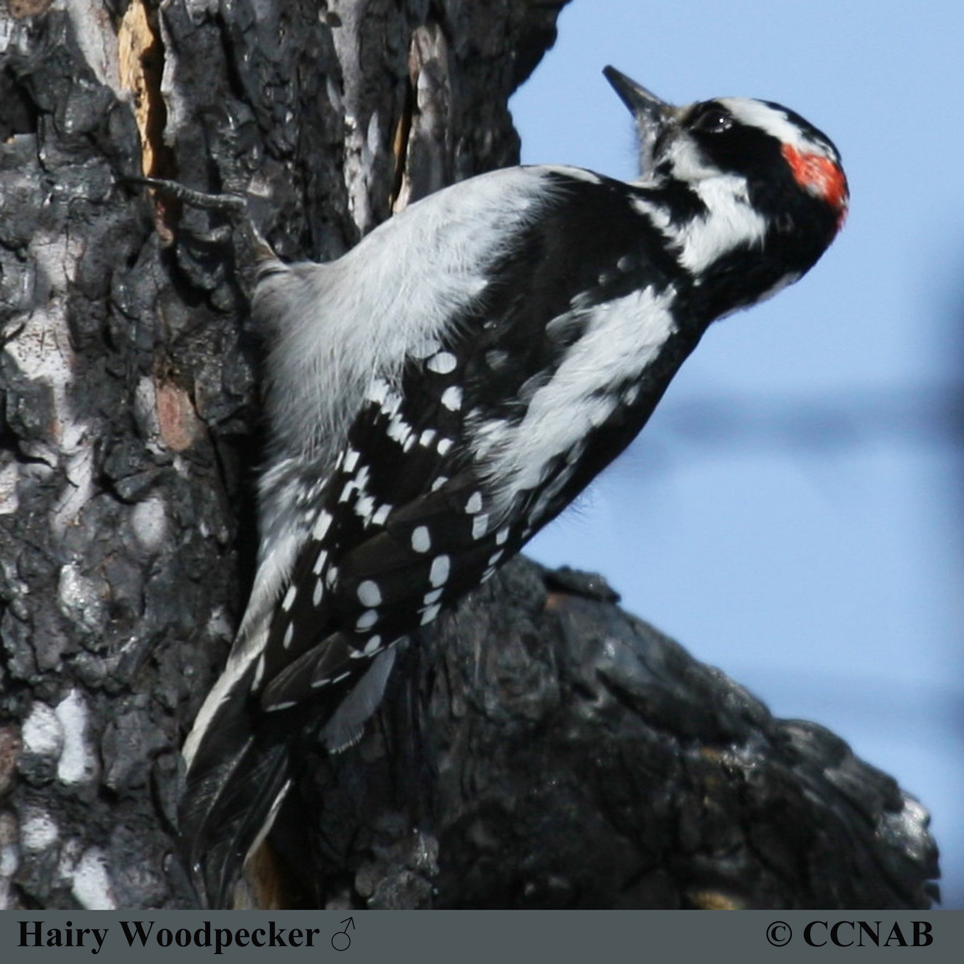 Birds of North America