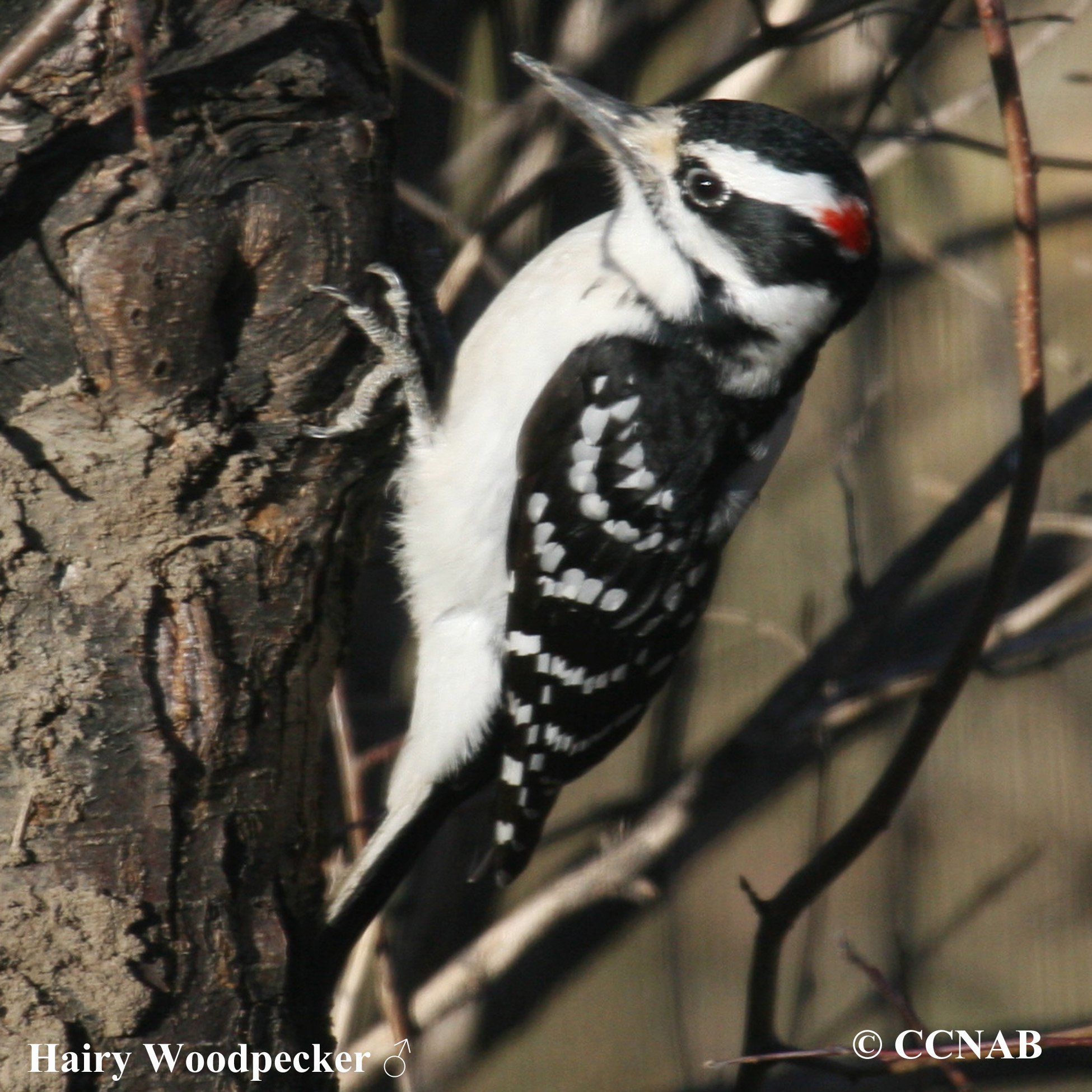 woodpeckers