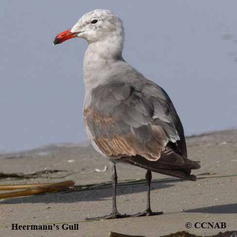 Birds of North America