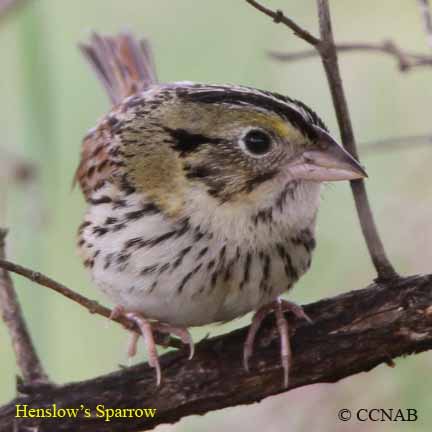 Birds of North America