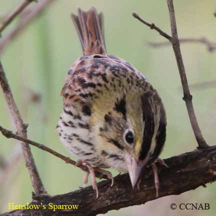 Birds of North America