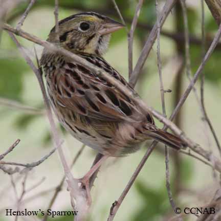 Birds of North America