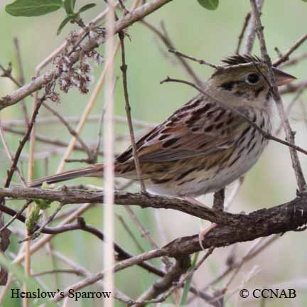 Birds of North America