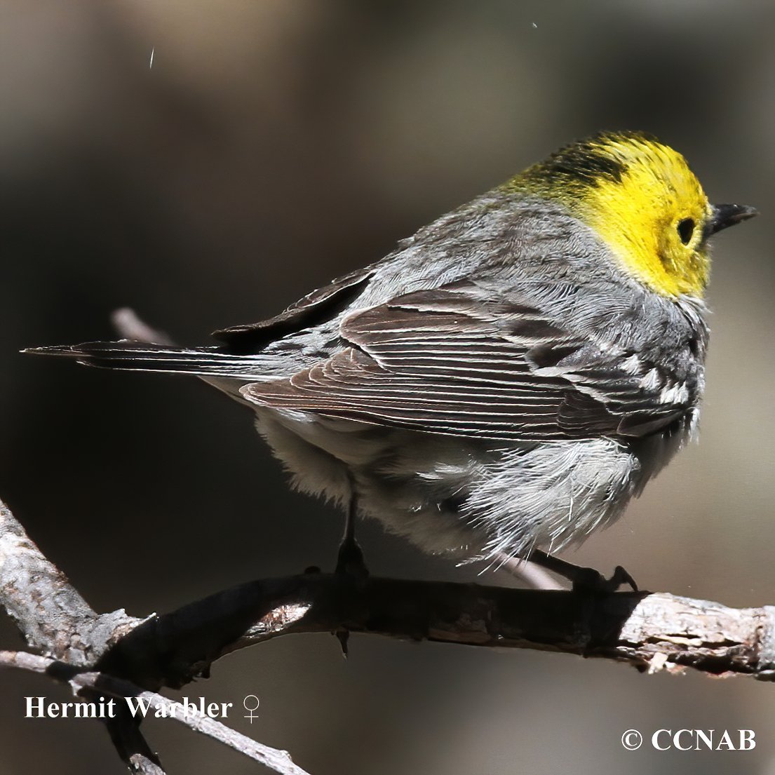 Birds of North America